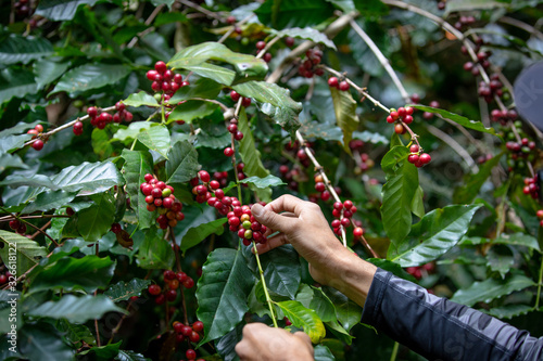 Kind of Typica coffee berries on branch with agriculturist hands by planting mixed substances with forests and source of organic coffee,industry agriculture in the North of thailand. photo