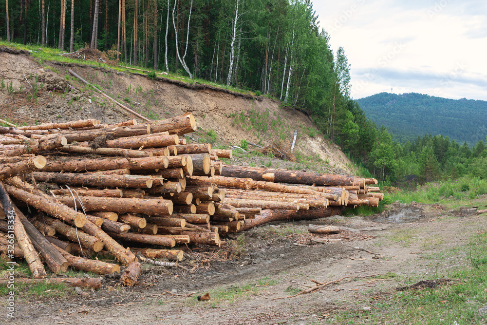 Rows of piled of logs, waiting to be processed, at local rural lumber mill, made into lumber for construction