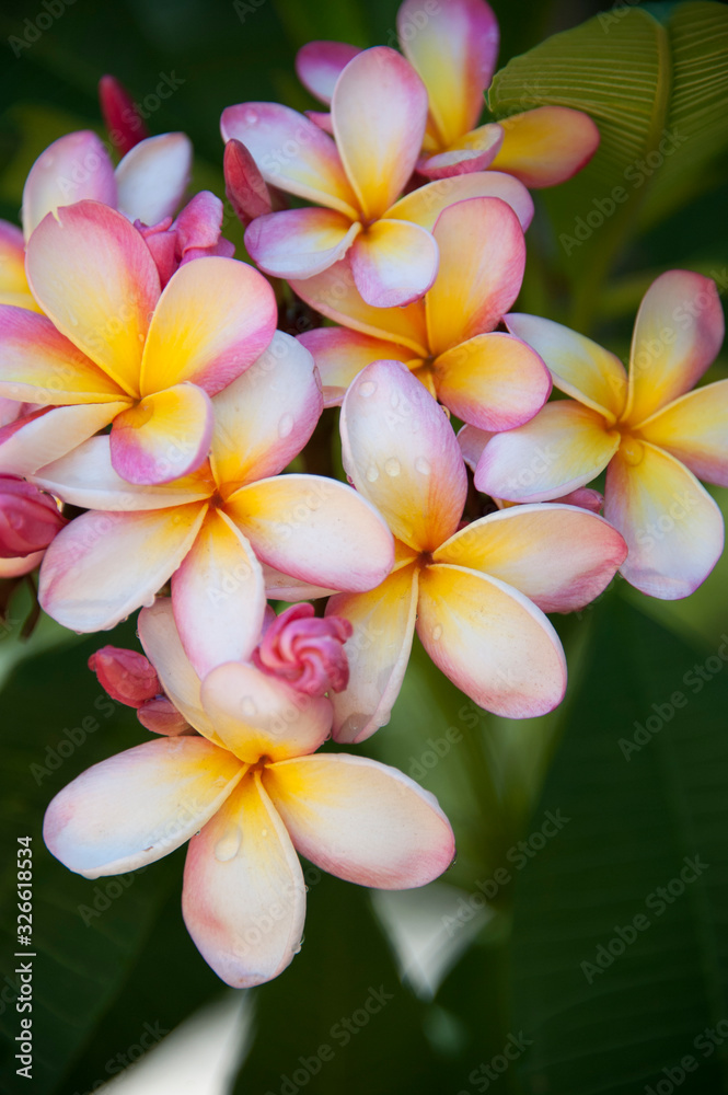 Pink, Yellow, White Plumeria, Tropical Flowers Pink, Yellow, White Plumeria, Tropical Flowers