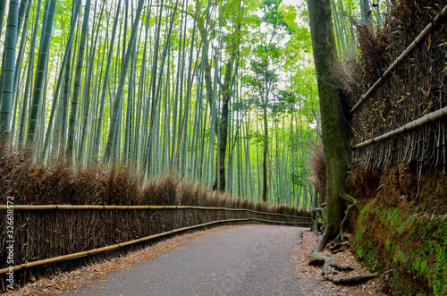 京都 嵐山の竹林の道