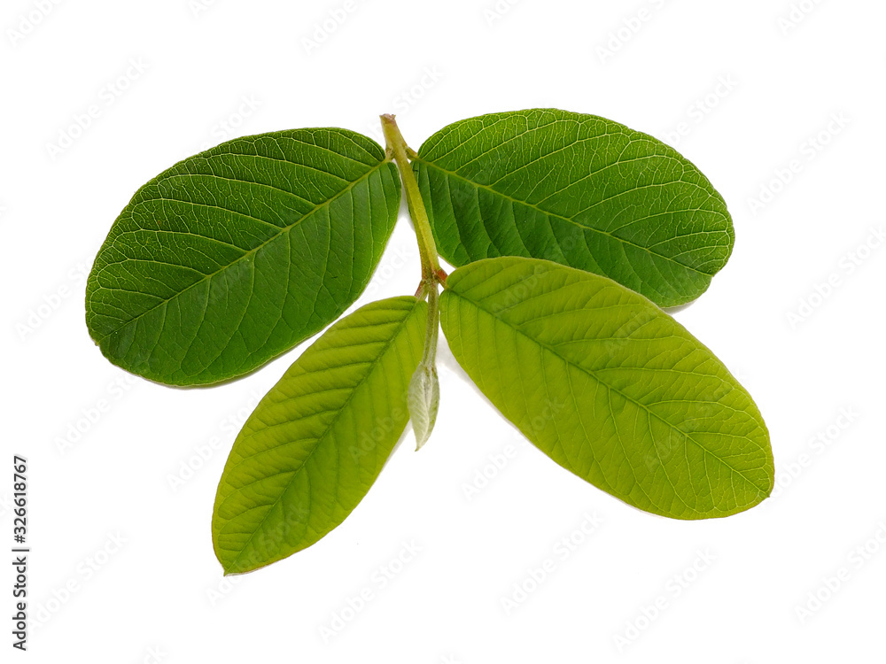 Fototapeta premium guava leaf on white background