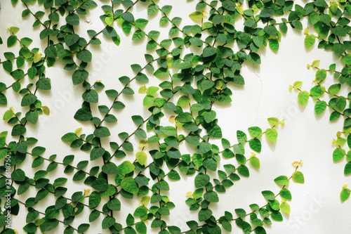 Wallpaper Mural Leaf pattern of Coatbuttons, Mexican daisy plant. Torontodigital.ca