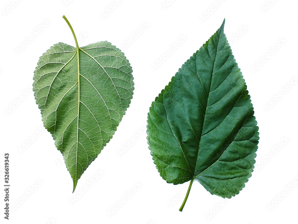 Fototapeta premium green leaf isolated on white background