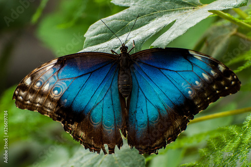 Blauer Morphofalter photo