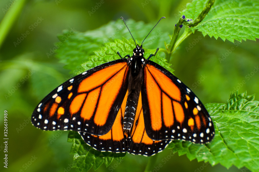 Monarchfalter Monarchfalter