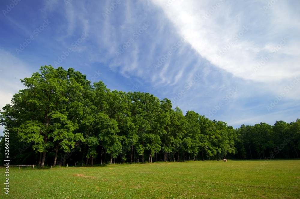 Naklejka premium forest