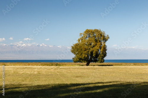 lonely deciduous tree on the shore of Lake Issyk-Kul, southern shore