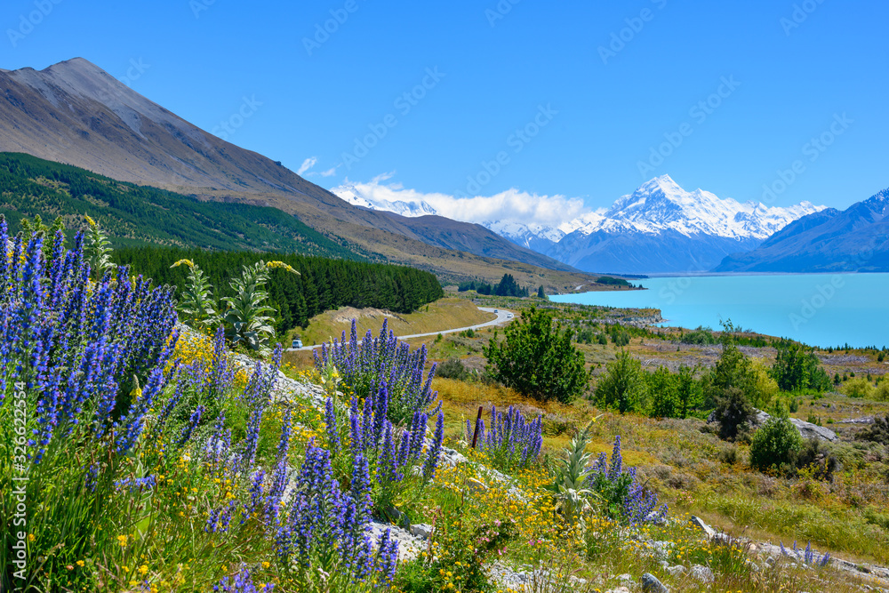 The roadside has beautiful Lupin flowers in the summer. Background overlooking Mount cook at Lake Pukaki, New Zealand.