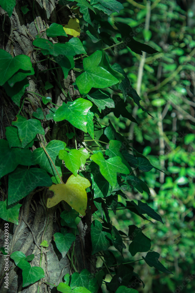 Fototapeta premium Hedera in the dark forest with sun rays