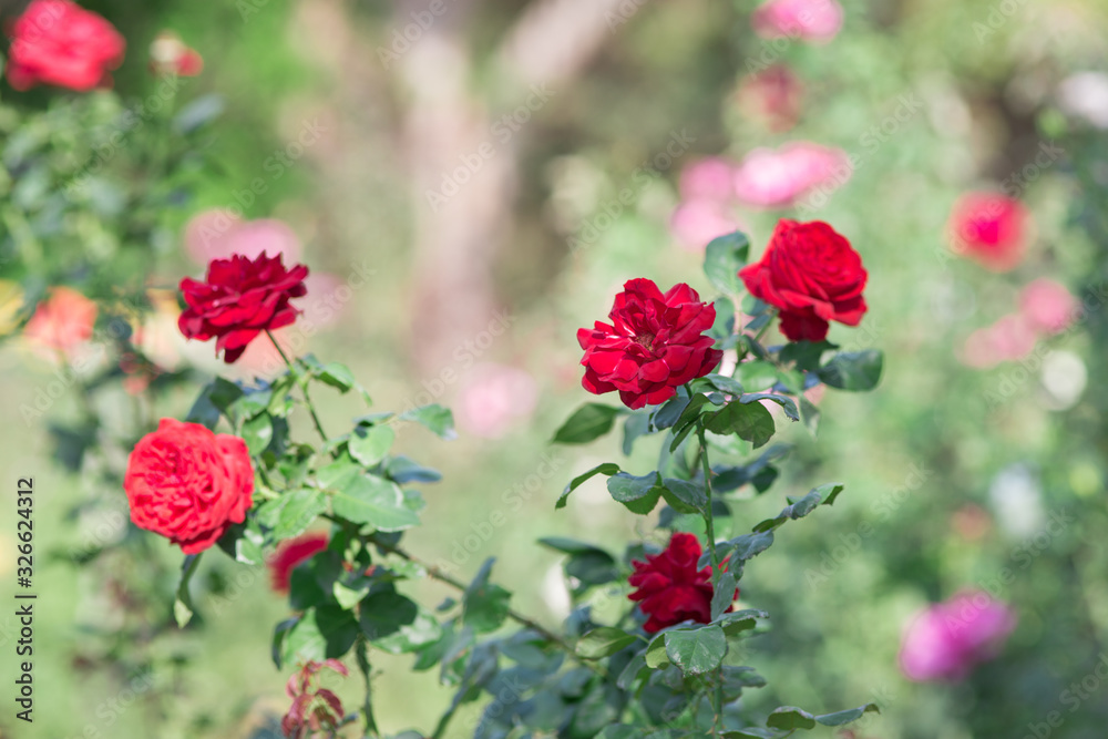 Red rose flower in garden. Nature background Red rose flower in garden. Nature background