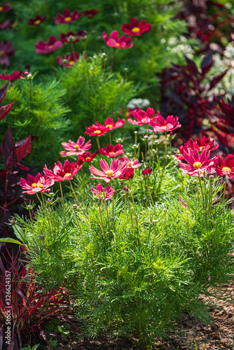 summer garden with nice flowers