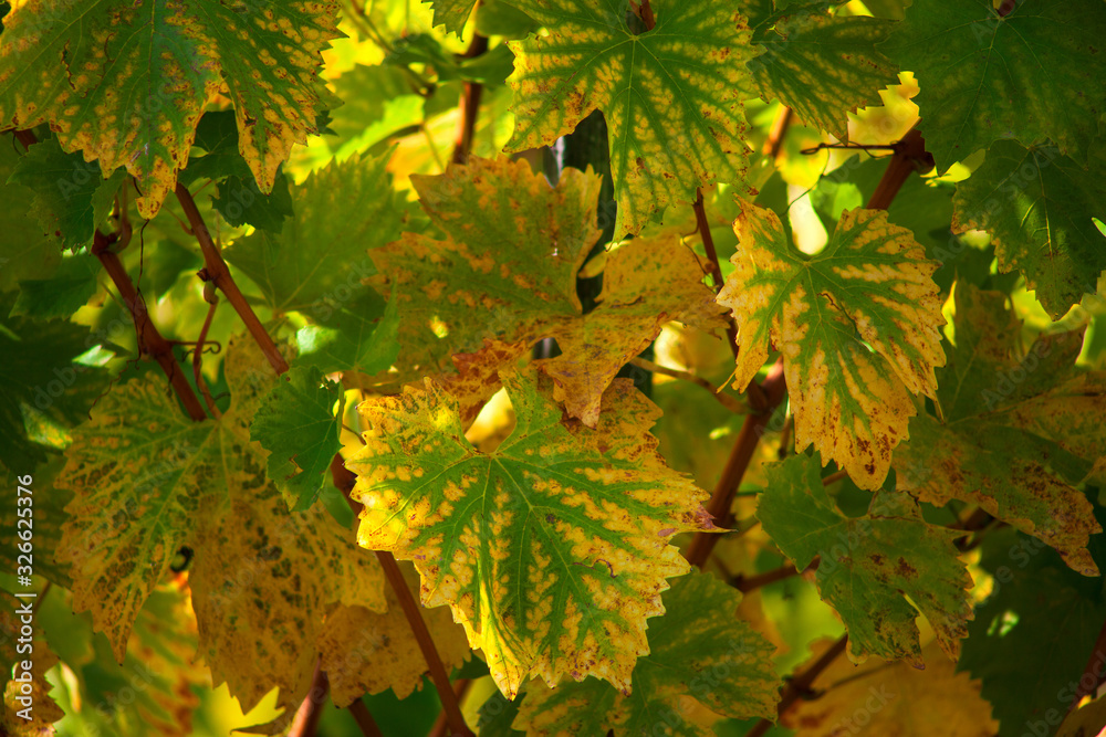 Close up of vine leaves