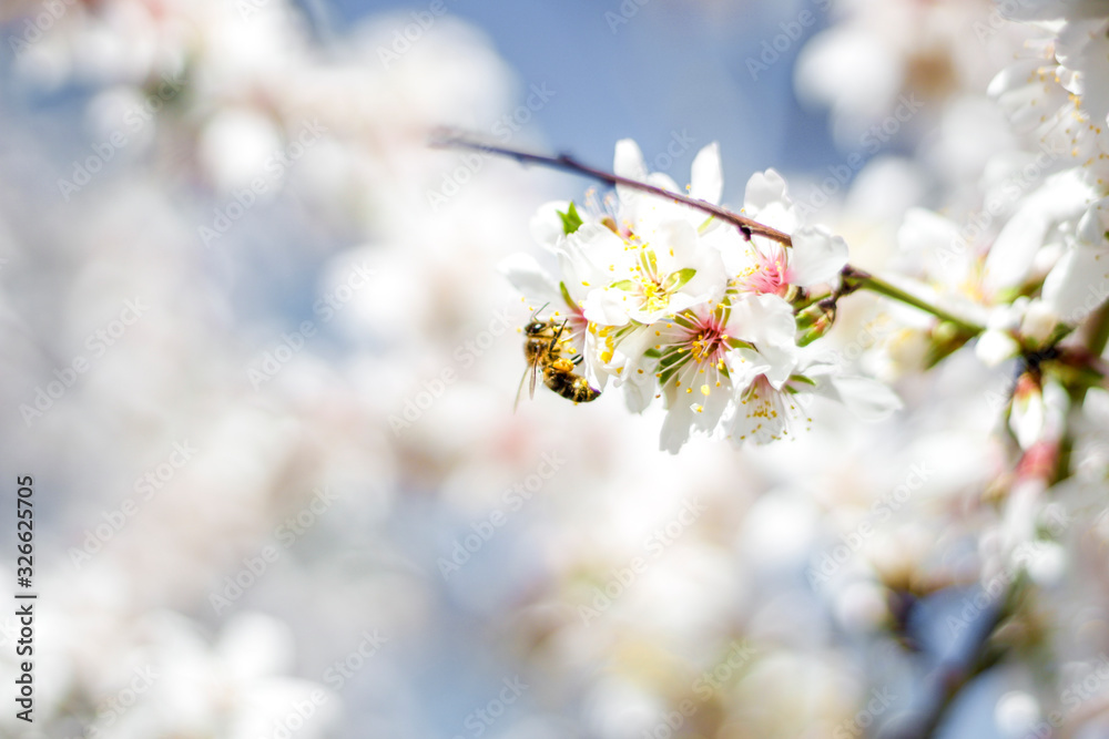 Macro photography of a bee collecting pollen on the flower of an almond tree during spring, selective focus Macro photography of a bee collecting pollen on the flower of an almond tree during spring, selective focus