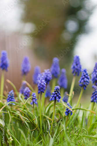 closeup of blooming blue Grape hyacinth