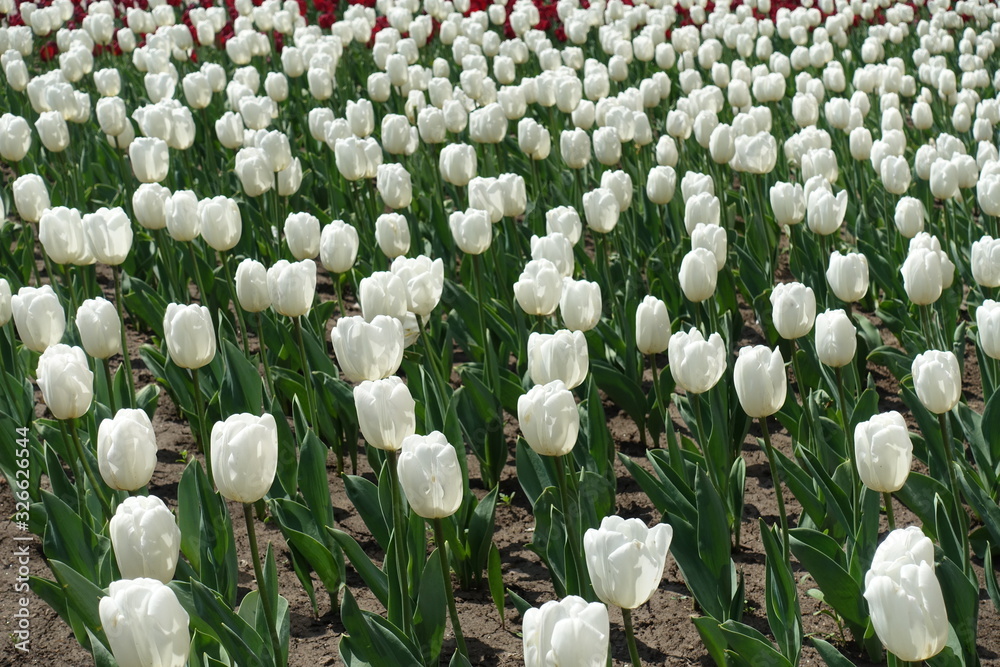 Cup shaped white flowers of tulips in April