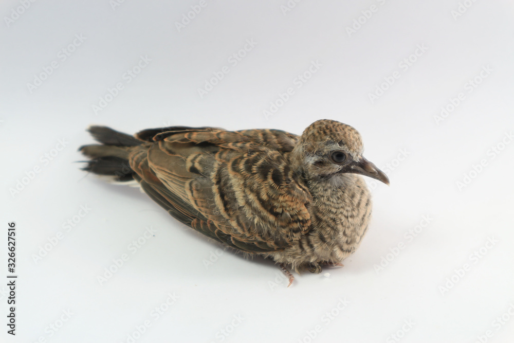 Fototapeta premium Baby pigeon on white background