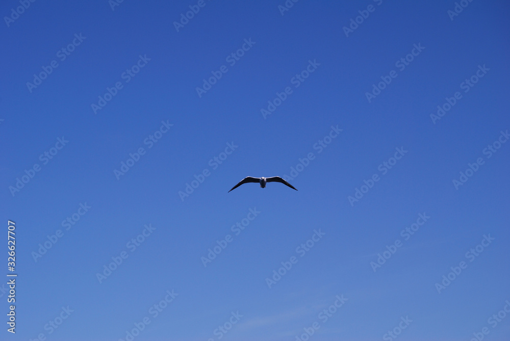 Flying seagull over blue Aegean Sea. Flying seagull over blue Aegean Sea.