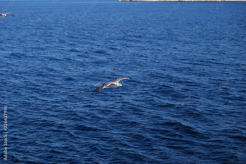 Fototapeta premium Flying seagull over blue Aegean Sea.