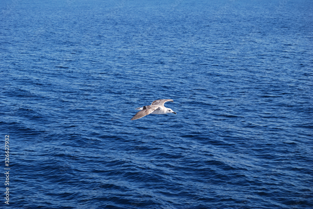 Fototapeta premium Flying seagull over blue Aegean Sea.