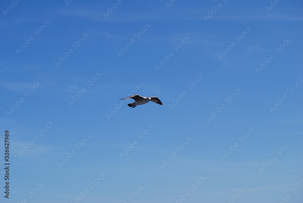 Flying seagull over blue Aegean Sea. Flying seagull over blue Aegean Sea.