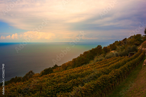 View of vineyard next to the adriatic sea
