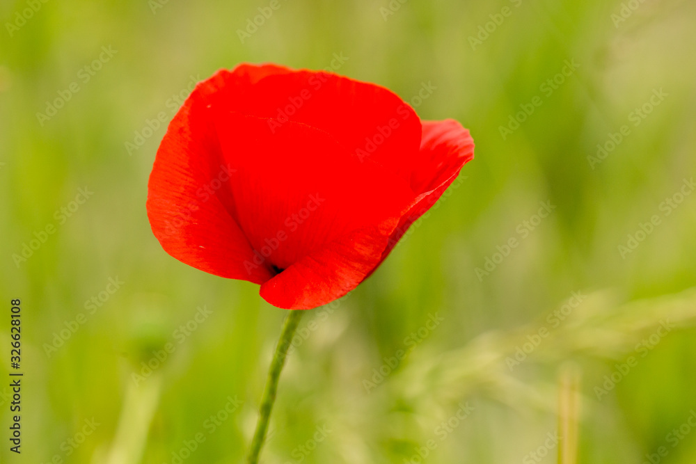 Close-up of a poppy flower in a field Close-up of a poppy flower in a field