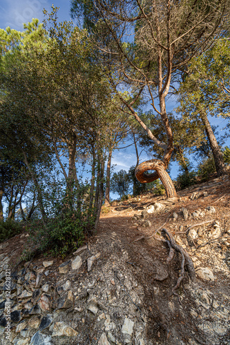 El Pi encargolat del Castell de Montbui photo