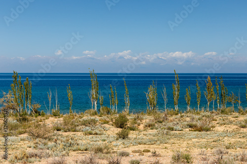 Lake Issyk-kul, Kyrgyzstan, the largest lake in Kyrgyzstan, young poplar trees ashore