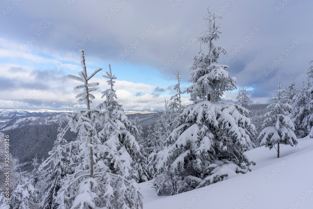 Frozen trees in deep snow. Tatra Mountains.