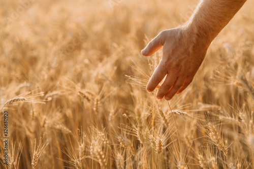Wheat field. Hands holding ears of golden wheat close up. Beautiful Nature Sunset Landscape. Rural Scenery under Shining Sunlight. Background of ripening ears of wheat field. Rich harvest Concept.