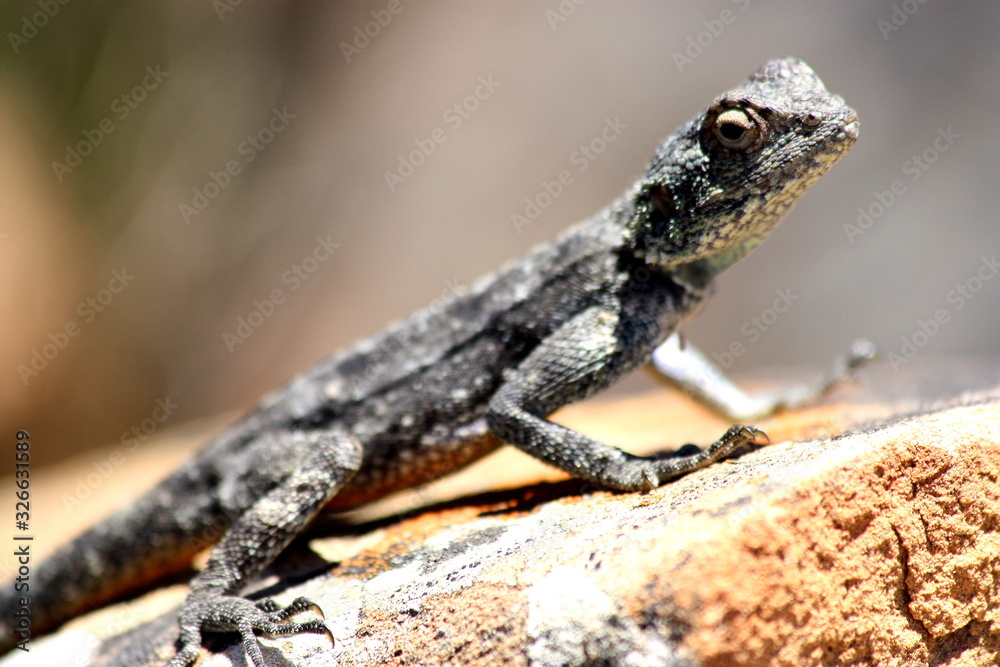 Fototapeta premium lizard