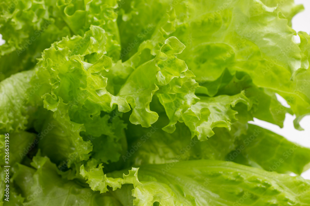 Green lettuce on white background, closeup. Green lettuce on white background, closeup.