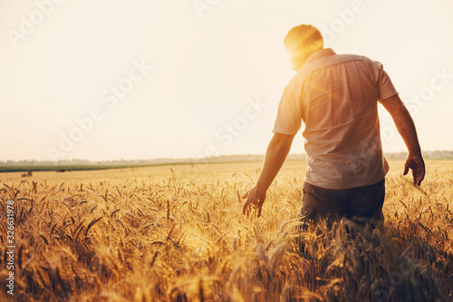 Silhouette of Man agronomist farmer in golden wheat field. Male holds ears of wheat in hand.