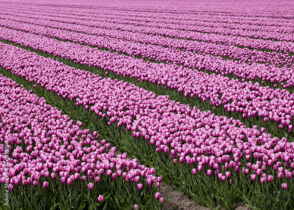 Ocean of pink tulips