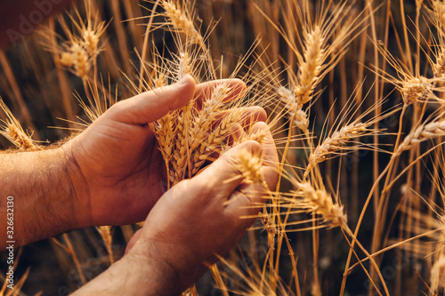 Man hands holding ripening ears of wheat. Harvest and food concept.