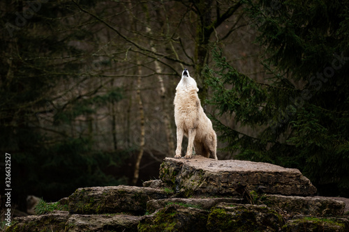 Fototapeta Howling of white wolf in the forest