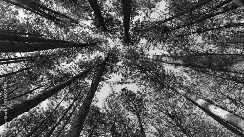 Trees in the forest headed towards the sky