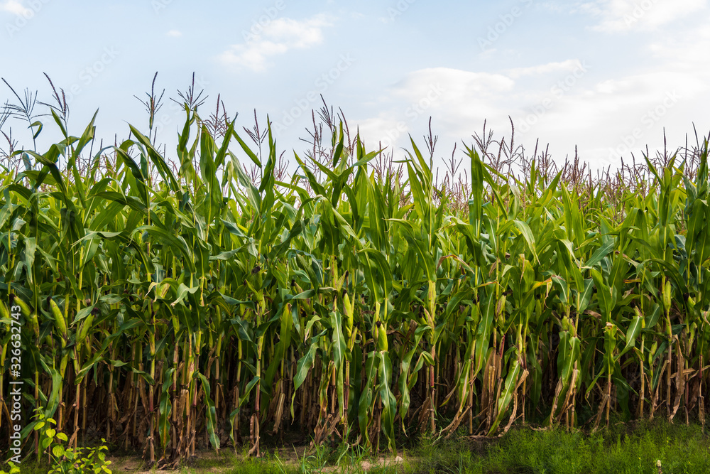 Green corn field in the summer against the sky. Green corn field in the summer against the sky.