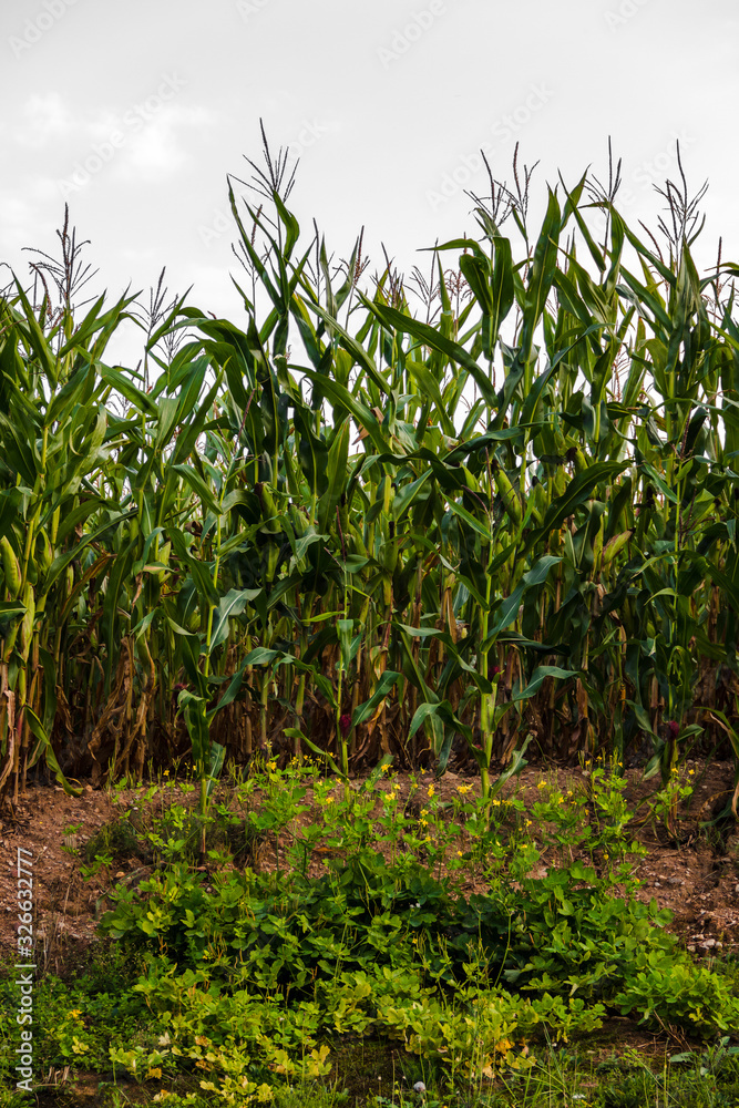 Obraz premium Corn field on day.