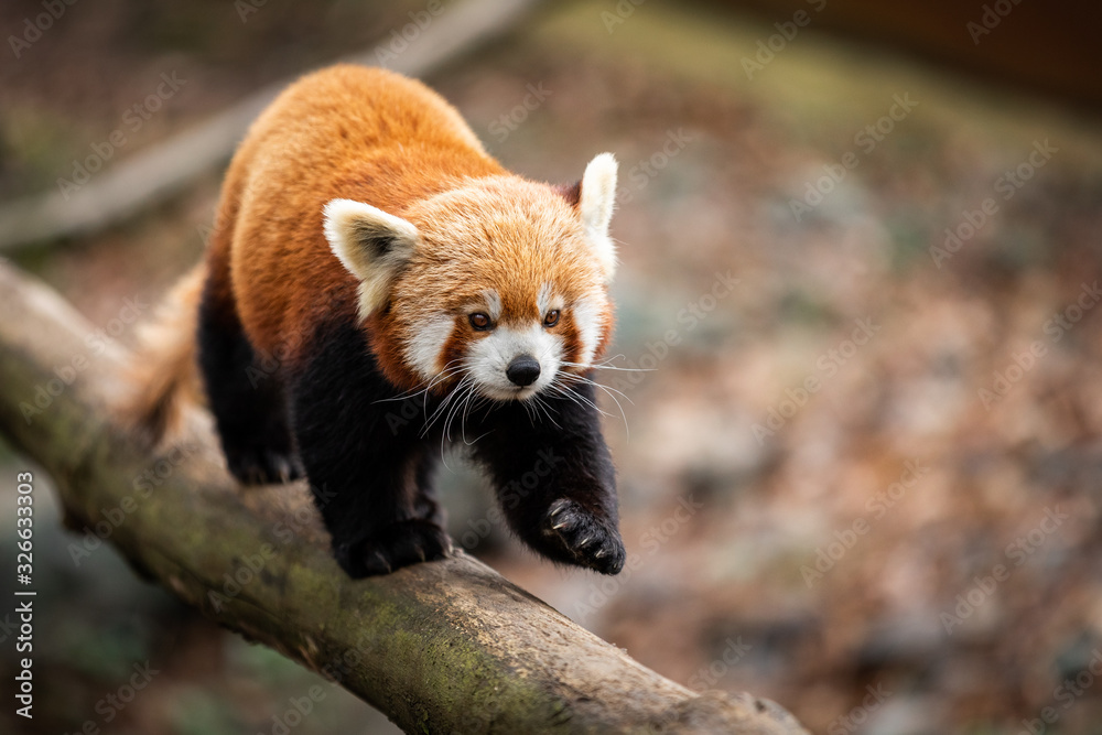 Red panda walking on the tree