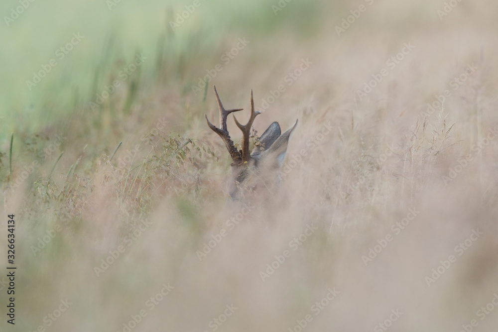 Roebuck - buck (Capreolus capreolus) Roe deer - goat Roebuck - buck (Capreolus capreolus) Roe deer - goat