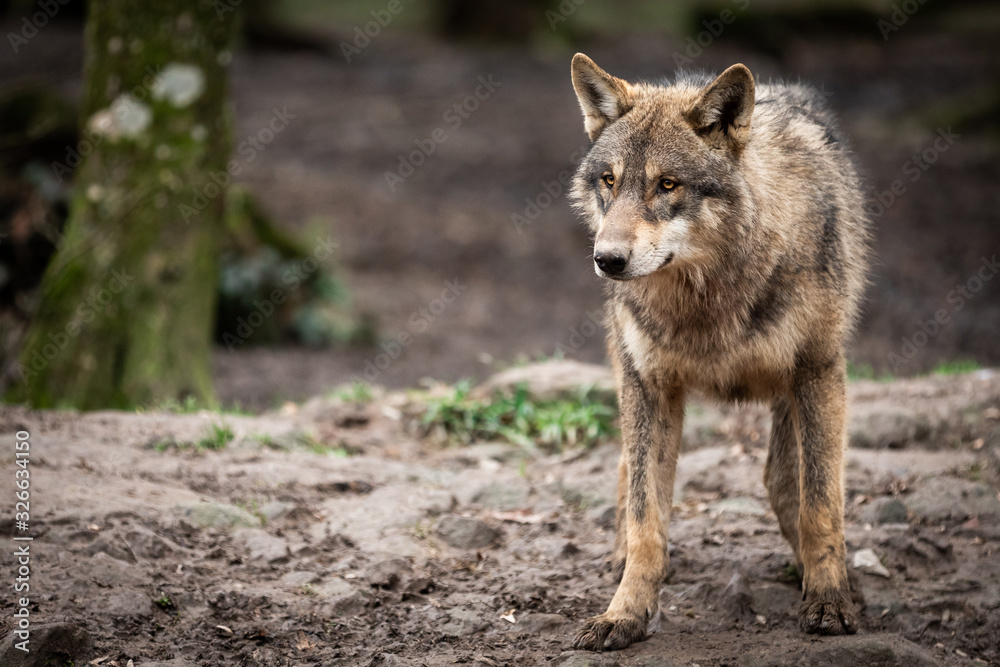 Fototapeta premium Grey wolf in the forest