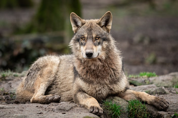 Acrylglasbilder Waldtiere Grauer Wolf im dichten Wald  © AB Photography