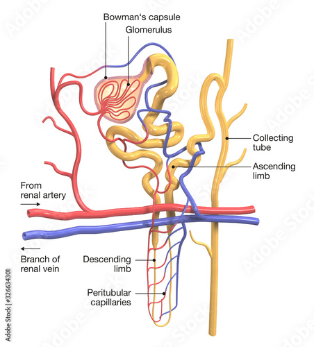 Nephron structure in kidney, labeled, medically 3D illustration photo