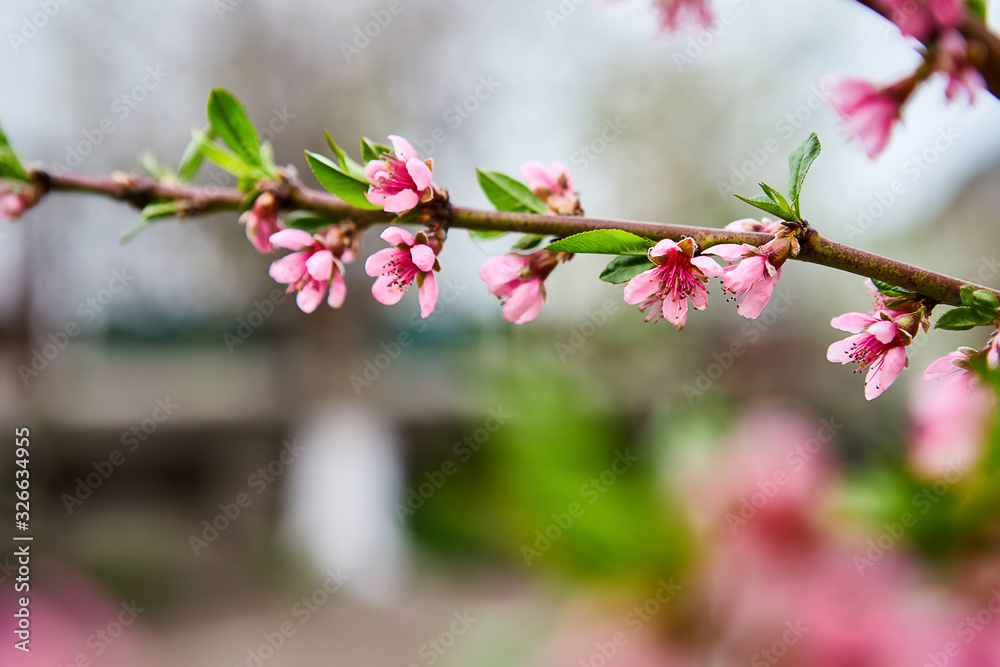beautiful blooming apple trees orchard in spring garden beautiful blooming apple trees orchard in spring garden