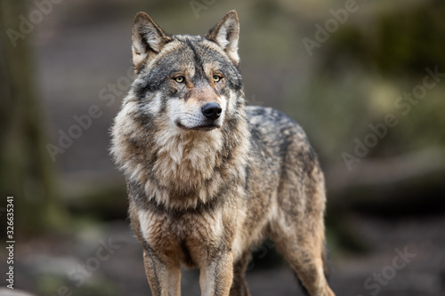 Tableau sur toile Portrait of grey wolf in the forest