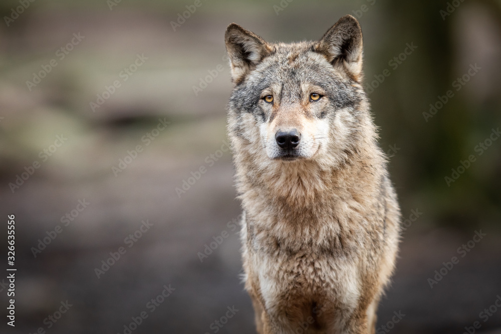 Fototapeta Portrait of grey wolf in the forest