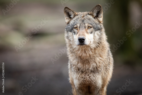 Portrait of grey wolf in the forest