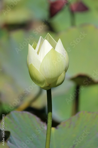 Yellow lotus, Nelumbo lutea, Sir Seewoosagur Ramgoolam Botanical Garden, Pamplemousses, Mauritius photo