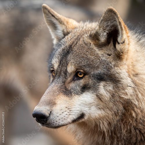Obraz na płótnie Portrait of grey wolf in the forest w salonie